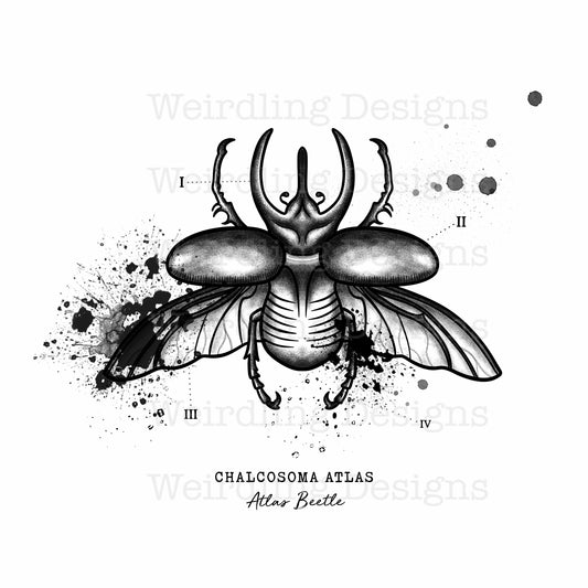 Chalcosoma Atlas - Illustration - Wall Art