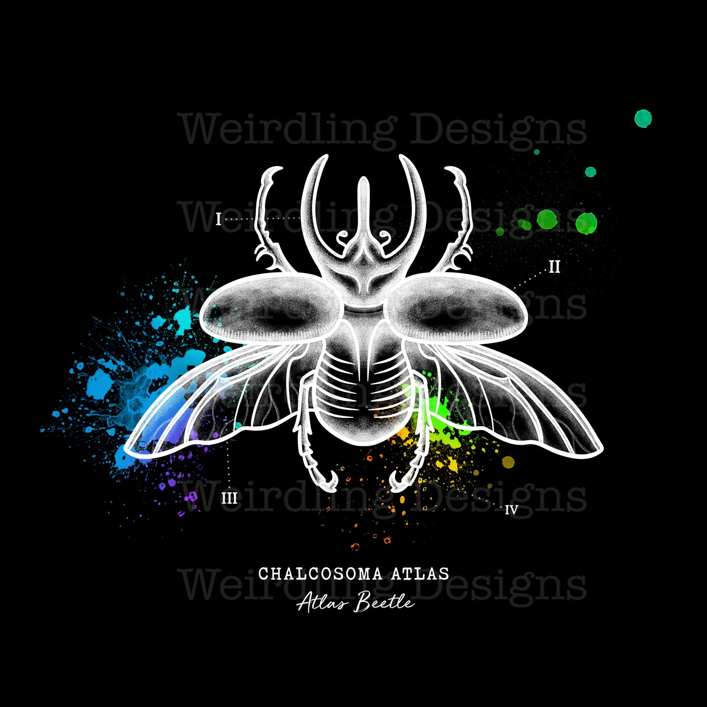 Chalcosoma Atlas - Illustration - Wall Art