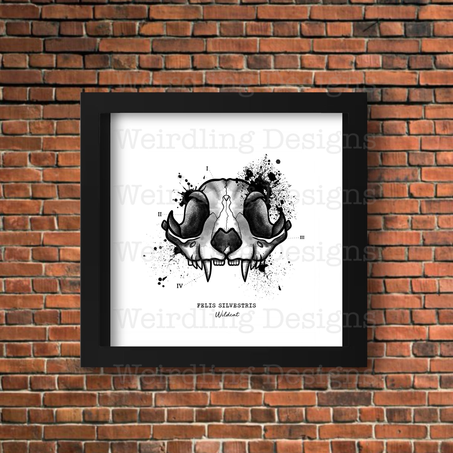 Felis Silvestris - Illustration - Wall Art