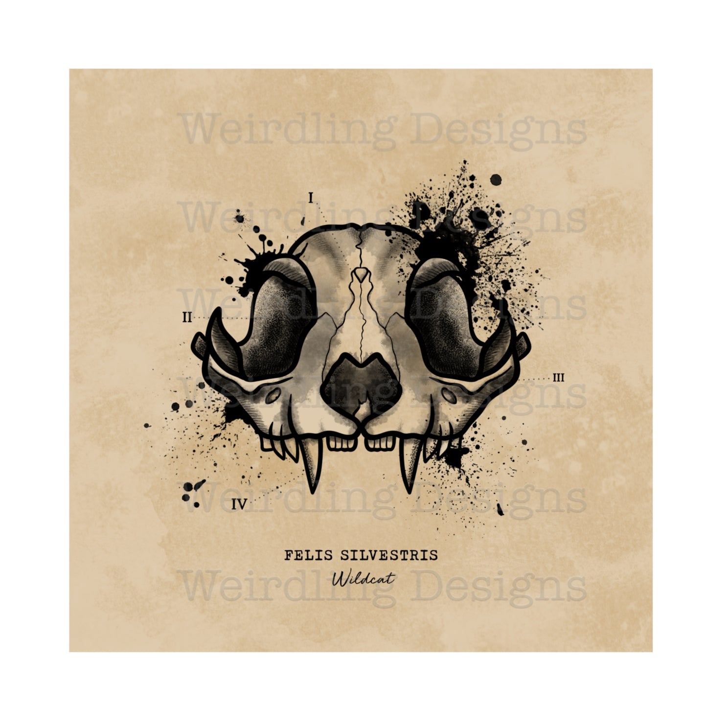 Felis Silvestris - Illustration - Wall Art